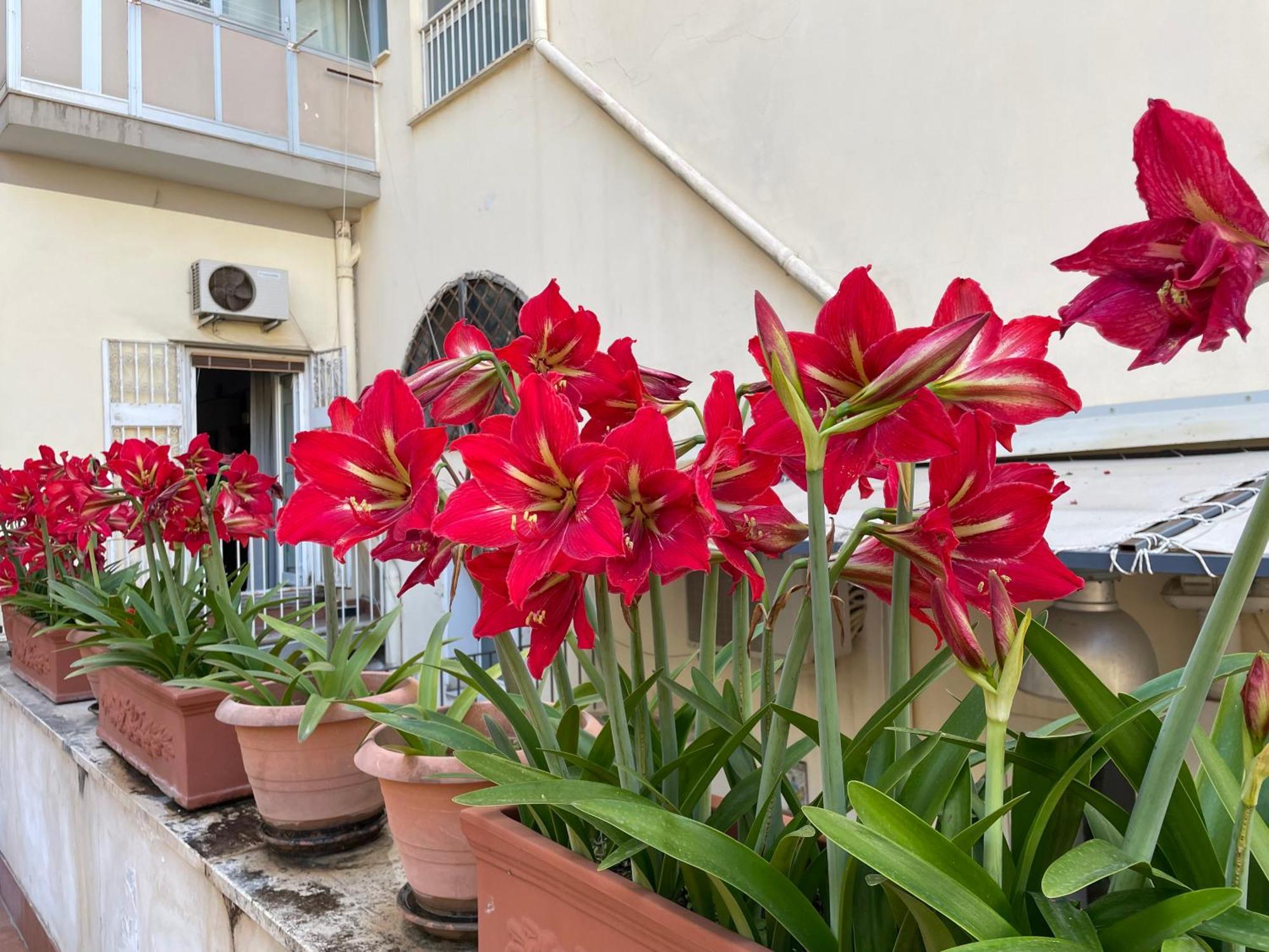 Il Giglio Rosso Apartment เนเปิลส์ ภายนอก รูปภาพ